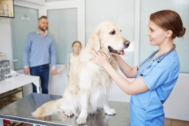 devenir veterinaire